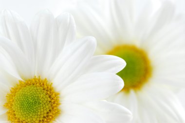 Macro image of two white daisies flowers clipart