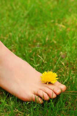 Closeup on young girl's bare foot in green grass with a dandelion clipart