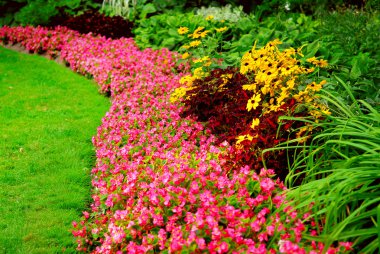 Blooming flowers in late summer garden flowerbeds clipart