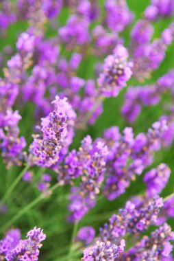 Botanical background of blooming purple lavender herb