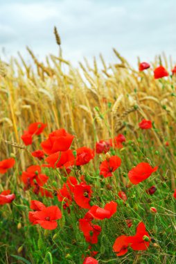 Grain and poppy field clipart