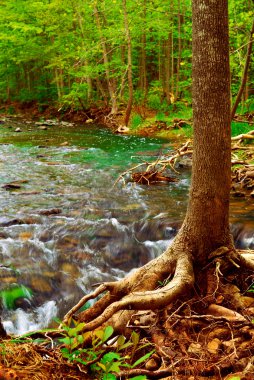 Beautiful landscape of a forest river flowing by a tree with exposed roots clipart