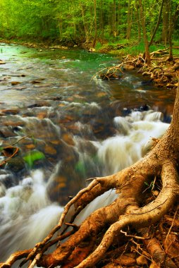 River flowing among green trees in a forest clipart