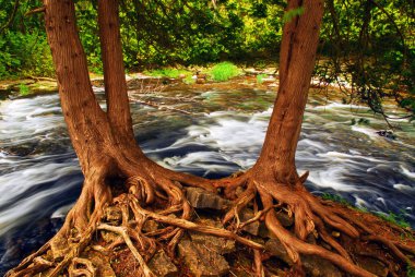 River flowing among green trees in a forest, two trees with visible roots in the foreground clipart