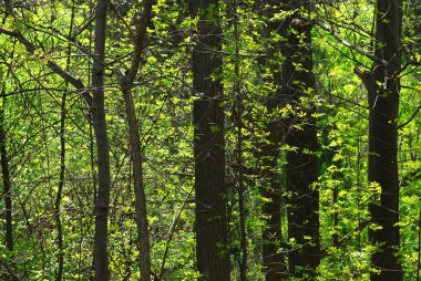 Background of green spring forest backlit by morning sun clipart