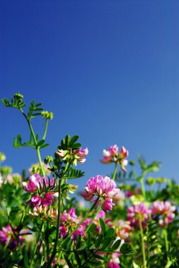 Summer meadow with blooming pink flowers crown vetch and bright blue sky clipart