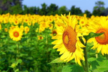 Sunflower field clipart