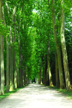 Road surrounded by old green trees in Versailles gardens, France. clipart