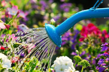 Watering flowers clipart