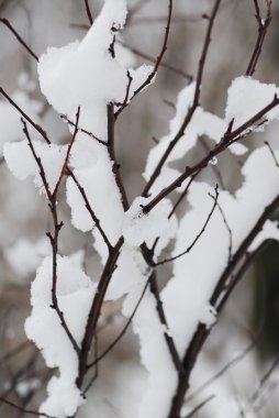 Snow covered tree branches in winter park clipart