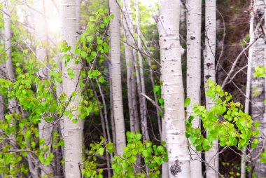 Natural background of aspen tree trunks in a grove with sunlight clipart