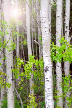 Natural background of aspen tree trunks in the spring with sunlight clipart
