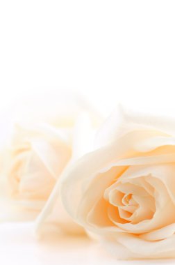 Beige roses background clipart