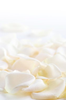 Abstract background of fresh white rose petals clipart