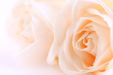 Macro of two delicate beige roses on white background clipart