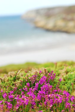 Brittany, Fransa Atlantik Okyanusu sahilinde çiçeklenme heather