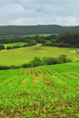 Agricultural landscape clipart