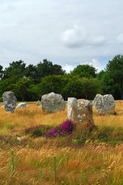 Brittany, Fransa carnac alanındaki tarih öncesi megalitik anıt Dikilitaş arasında blooming heather