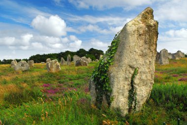 Green vines on prehistoric megalithic monuments menhirs in Carnac area in Brittany, France clipart