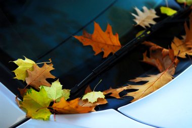 Fallen autumn leaves on the windshield of a car clipart