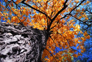 Golden autumn canopy of an old tall elm tree in sunny fall forest clipart