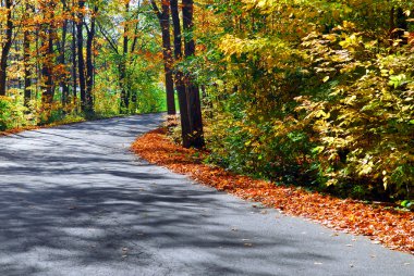 Fall forest road clipart