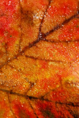 Natural macro background of fall maple leaf with water droplets clipart