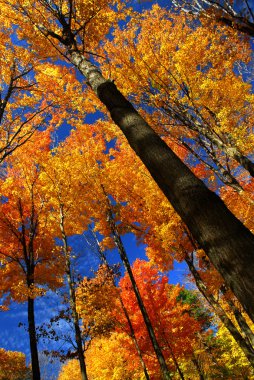 Fall maple trees on warm autumn day clipart