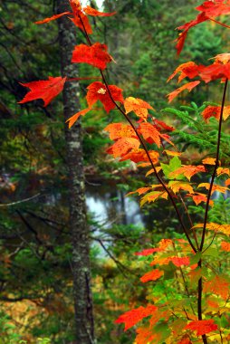 Fall forest with river in the background. Algonquin provincial park, Canada. clipart