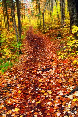 Trail in fall forest clipart