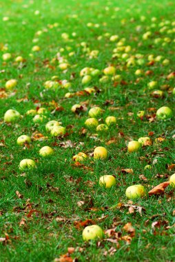 Fallen apples clipart