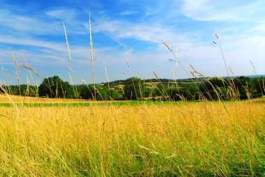 Country meadow landscape clipart