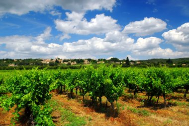 Vineyard in french countryside clipart