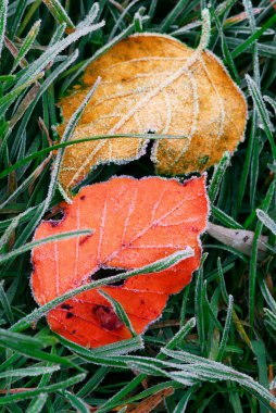 Frosty colorful fallen leaves lying on frozen grass on a cold fall morning clipart