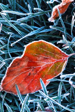 Red frosty fallen leaf in frozen grass on cold fall morning clipart