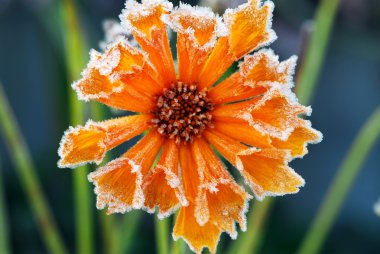 Morning frost on a flower in late fall. Focus on petals with ice crystals. clipart