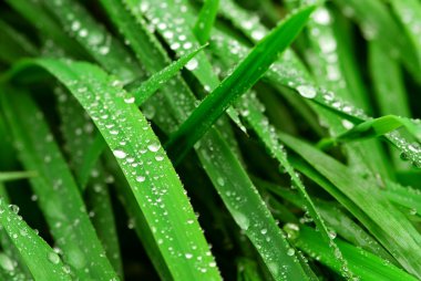 Big water drops on green grass blades, closeup clipart