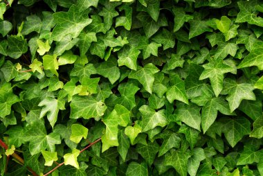 Abstract background of lush green ivy leaves clipart