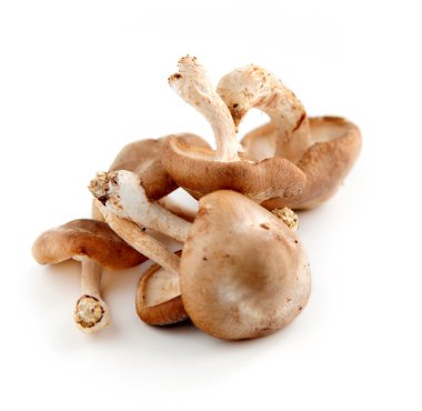 Shiitake mushrooms clipart