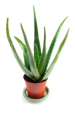 Aloe plant clipart