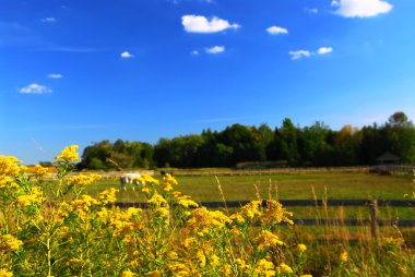 Rural summer landscape with blooming ragweed in foreground clipart