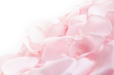 Pink rose petals clipart