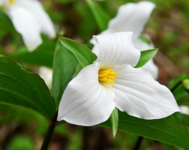 Beyaz trillium