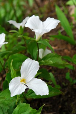 Beyaz trillium