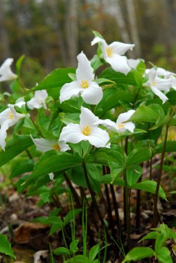 White Trillium blooming in woodlands, Ontario provincial flower clipart