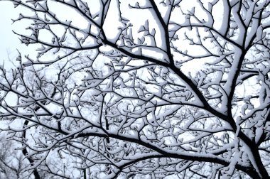 Branch of a winter tree covered with snow clipart