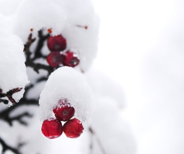 Winter berries clipart