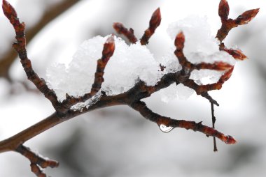 Snow covered tree branch in winter park, closeup clipart