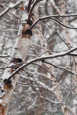 winter park kar yağışı sırasında huş ağaçları kar kaplı