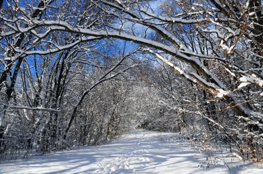 Path in winter forest after a snowfall clipart